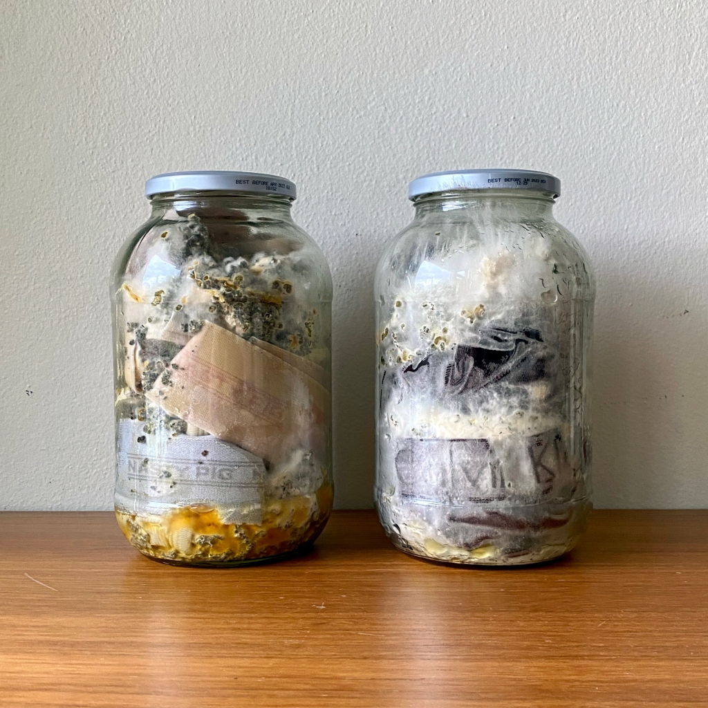 Two pickle jars containing underwear with mycelium growing amongs the underwear.